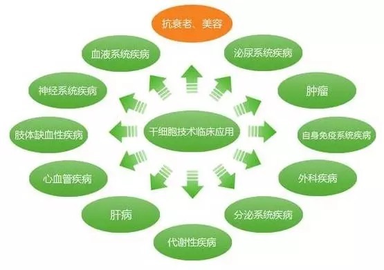 干细胞治疗:开启医疗新时代