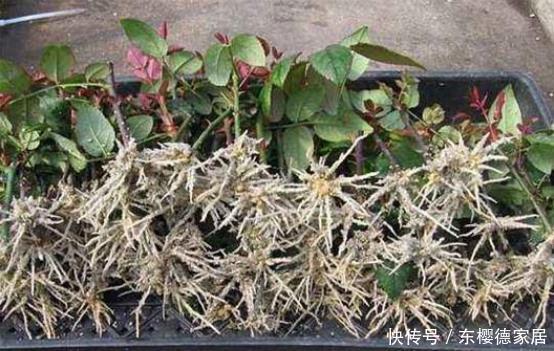 一分钱|一分钱不用花,蓝妖教你自制生根水,生根快又多