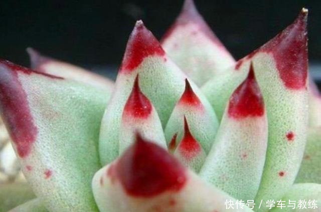 多肉乌木,养好不难,繁殖不易,尤其是播种要注意这些,才会发芽!