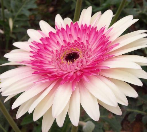 新手一养花就死试试这“3种”，几块钱养一盆，放角落也能爆花