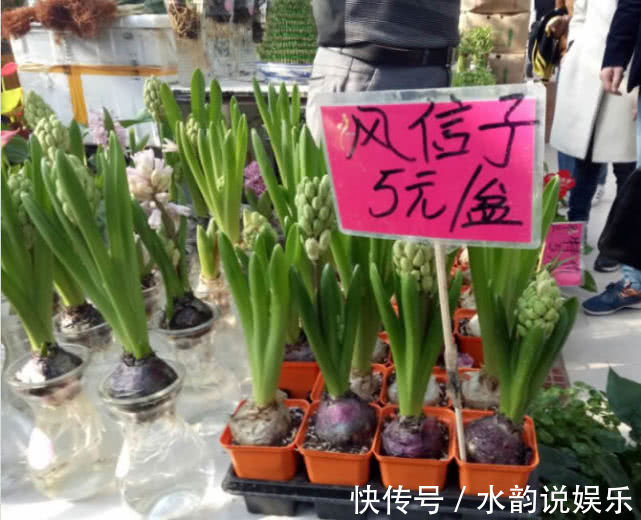 娇艳|家养一盆“千日红”，花朵娇艳，耐旱又耐热，花期长，开100天