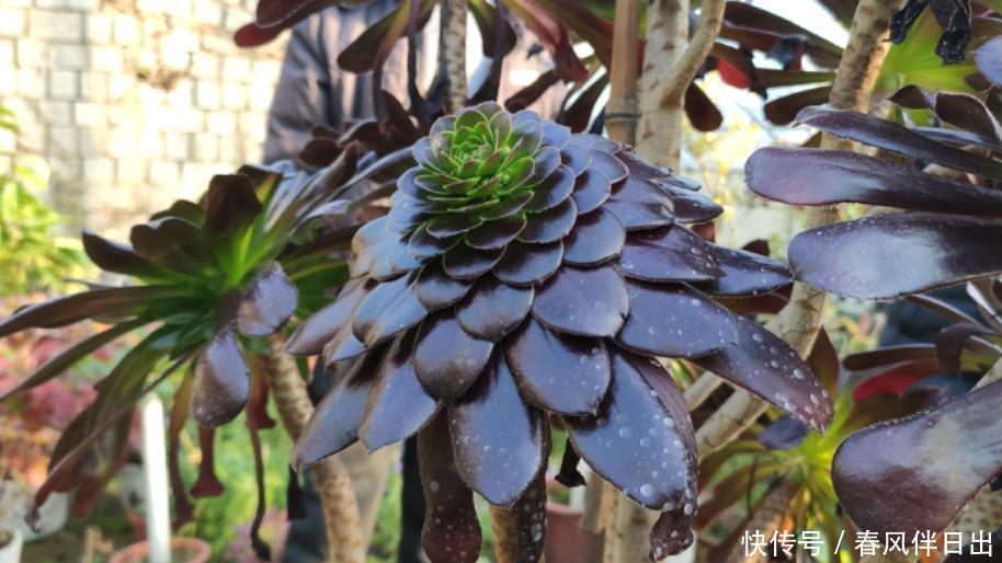 法师要开花别修剪,这不一定是“坏事”,不管不顾才能变“好事”