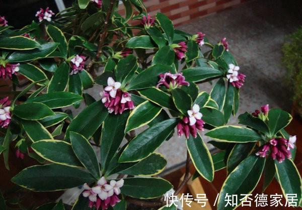 枝条|金边瑞香怎样修剪造型好看，金边瑞香这样剪错不了