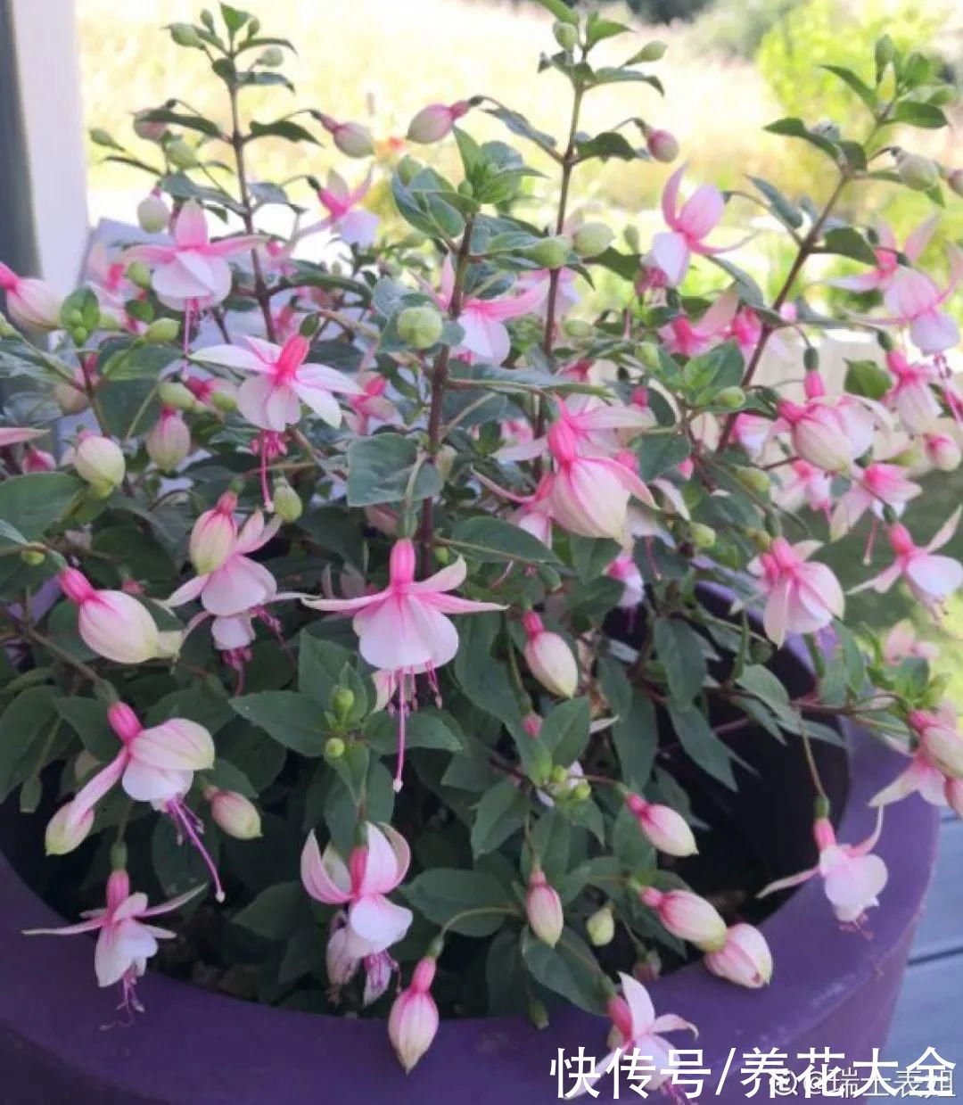 最怕晒的10种花，赶快搬进屋，否则会死掉