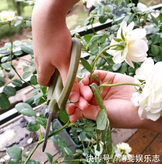 爆盆|养月季、三角梅有技巧,遇到“1种枝条”就剪掉,保证长得更爆盆