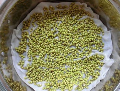 绿豆|自己在家种豆芽,1个平底锅,4天一茬,随吃随种,安全更放心