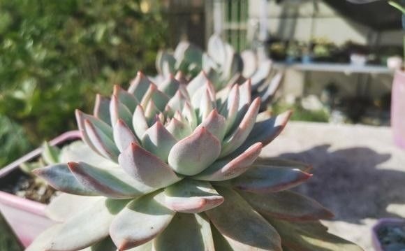 根系|多肉买回家,种到盆里别着急浇水,1周后再浇水,发根更快