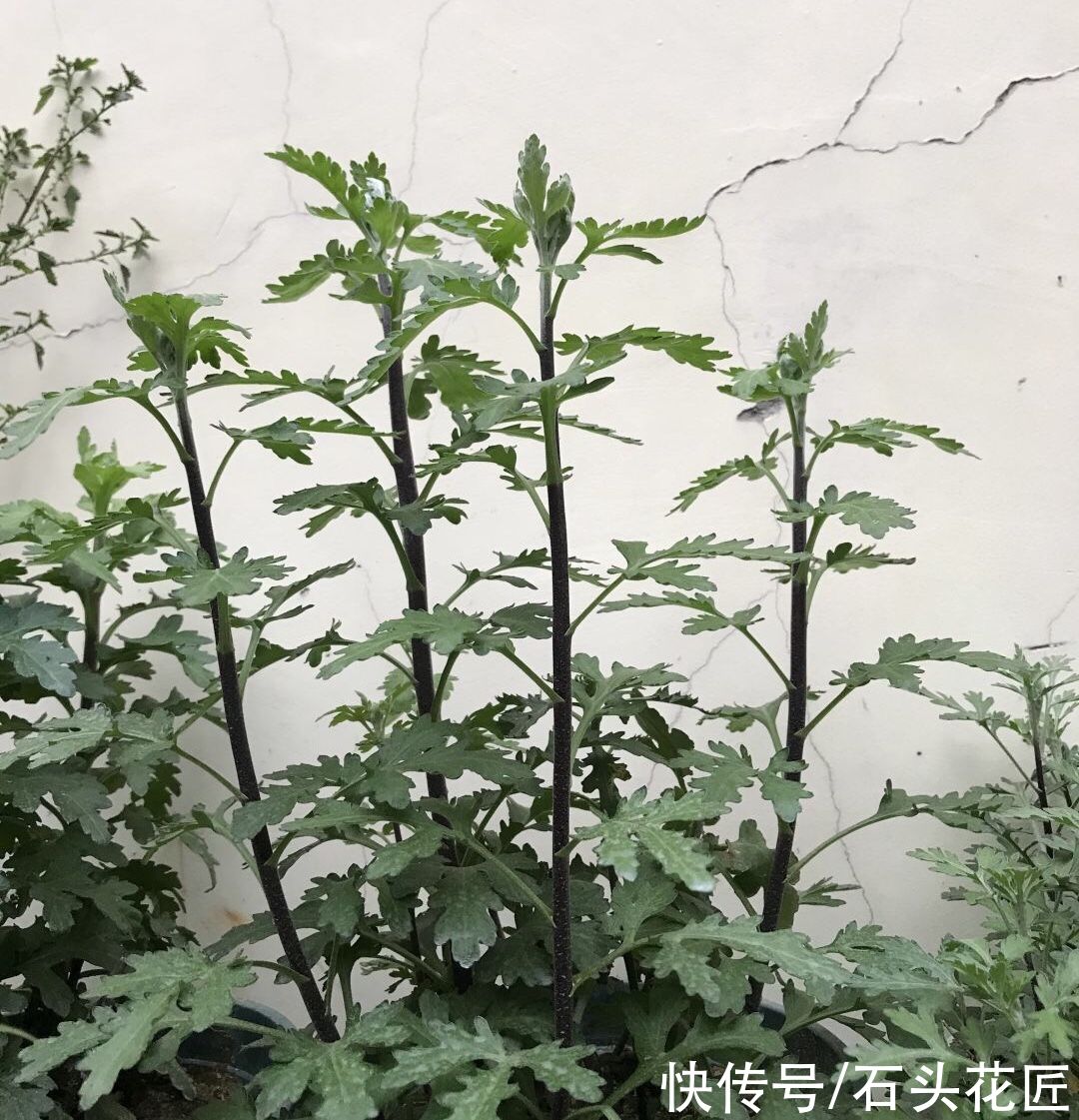 菊花上千种，石头最喜欢1种，花苞像“乒乓球”，1年开两次