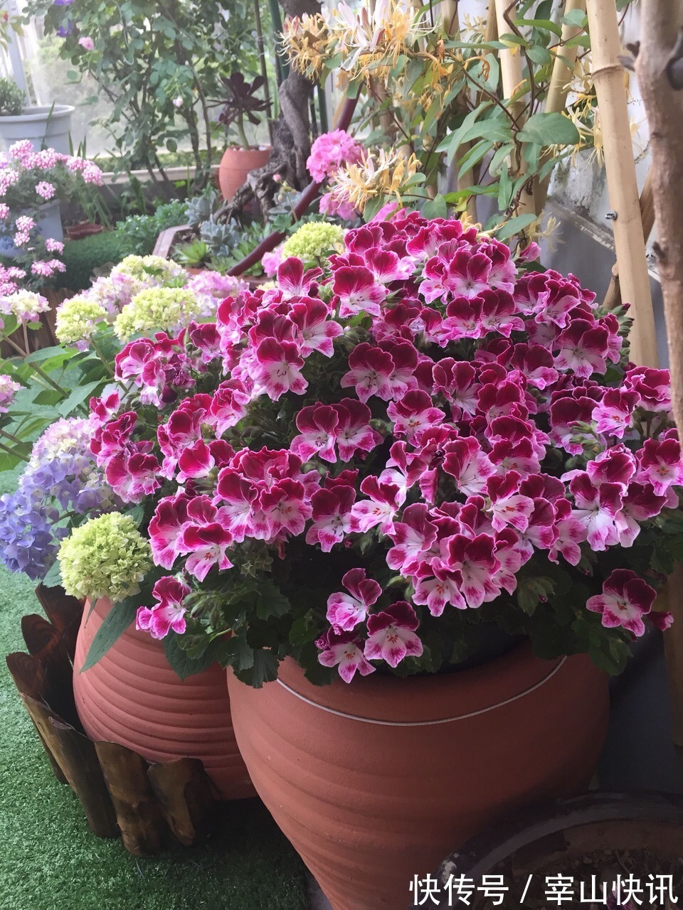 秋天的天竺葵“掐头去尾”，喂点“开花肥”，40天开花一团团