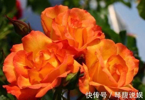 陆莲花|喜欢牡丹,不妨养“珍稀玫瑰”宠爱小姐,金蕊红衣,清奇美丽!