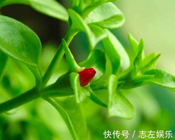 牡丹吊兰促花的三个技能,掌握1个就能开花不断,贯穿春夏秋三季