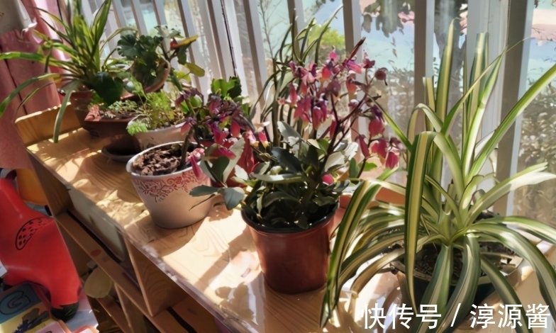 花卉|花土中长“白霜”，是因为这3方面出问题，请快速“对症解决”