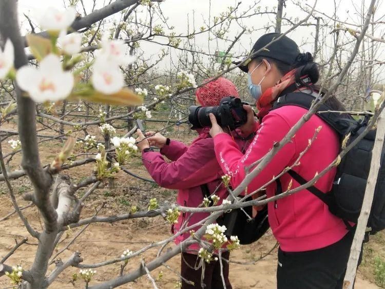 解码邢台“花经济”系列报道之4 梨花开 梦想起