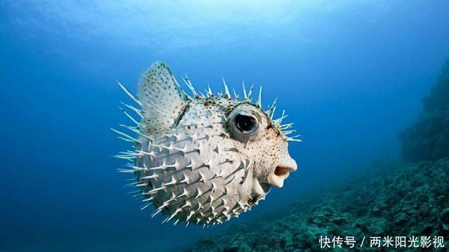日本大厨处理河豚,魔鬼刀工不见一滴血,扒开外皮就是顶级刺身