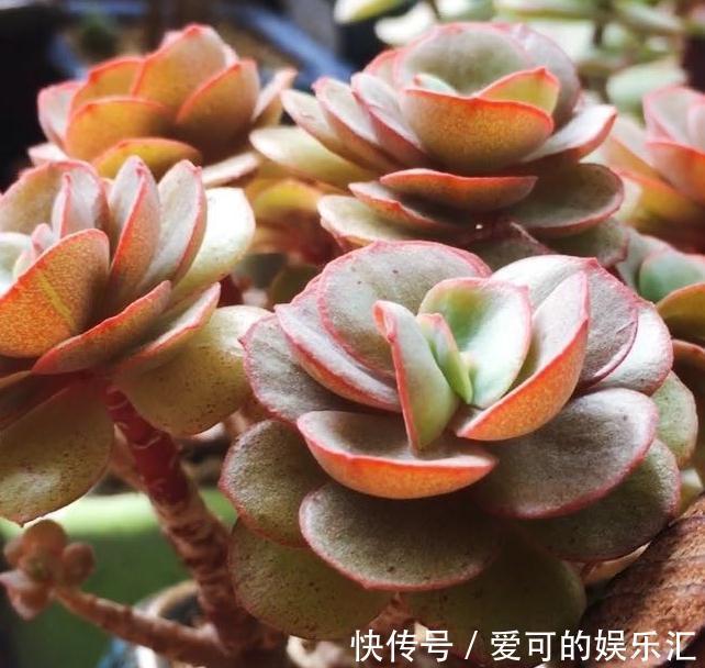 七招把多肉控养成精品小萌物,多肉不仅美呆了,还节省种植空间