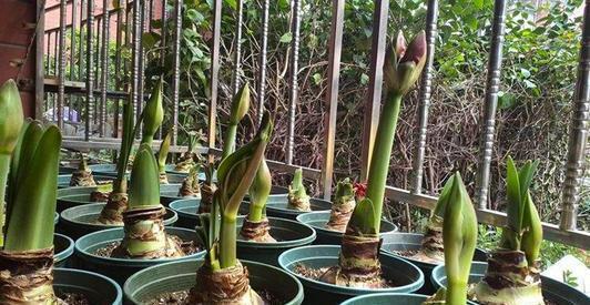 洋朱|一种“大胖花”，埋土里2个月，不用管它，窜满花箭，开花大又多