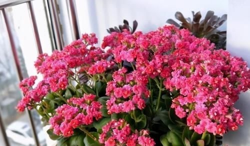 磷酸二氢钾养花虽好,但“4个阶段”不适用,别再弄错了