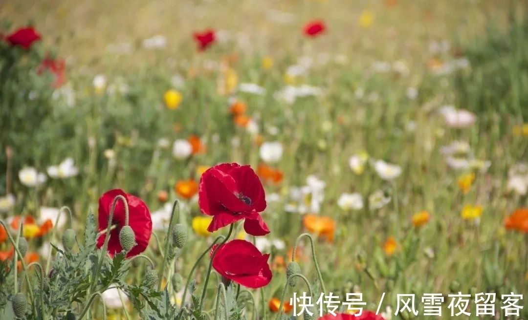 春天里#诗词丨诗词中的春天,总是美的令人心醉