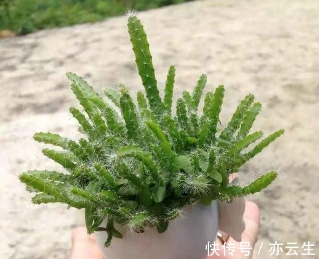 这3种“水果核”别扔,把它扔盆里,10天成盆栽,比花美10倍