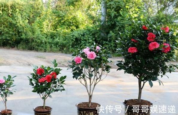 养殖茶花，盆栽里放上它们，保管枝叶繁茂长爆盆、嗖嗖窜花