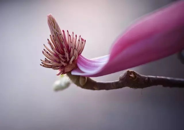 玉 兰 花 颜