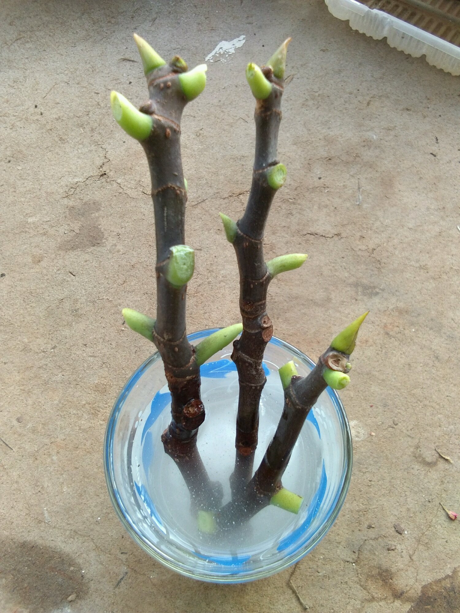 枝条|无花果水培繁殖难生根教你一招10天生根的方法,试过的都说好