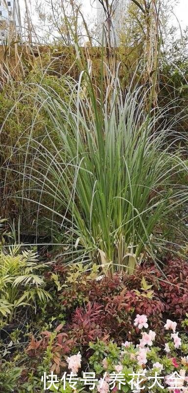卫生间里养盆“除臭花”,既杀菌消毒,味道清香好闻