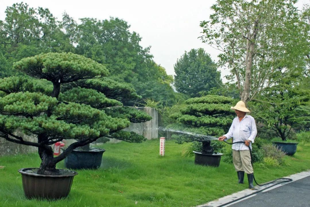 盆栽|【便民】夏天盆栽植物如何浇水？指南来了