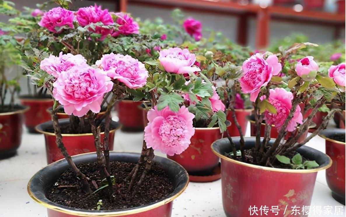 阳台养花,到了春天选什么盆栽好?牡丹、金银花、长寿花