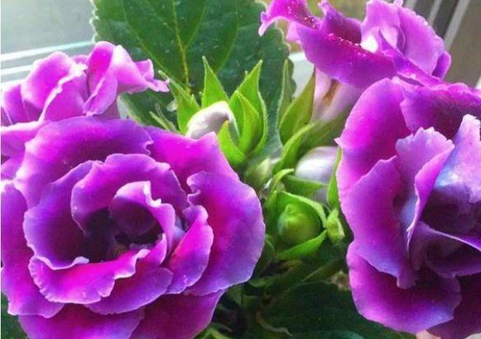 几款花卉颜值超高的,花大服盆快,开花勤还爱爆盆