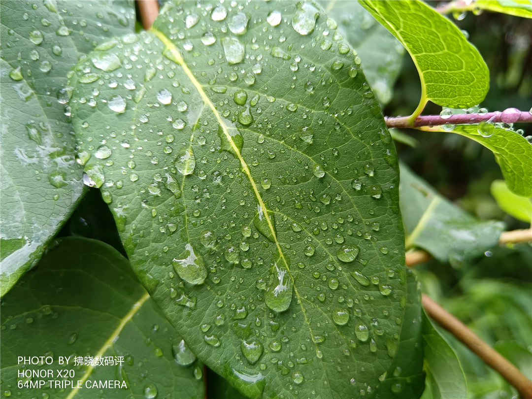 白菜|旗舰设计被卖成“白菜价”，屏占比还高得离谱？荣耀X20评测