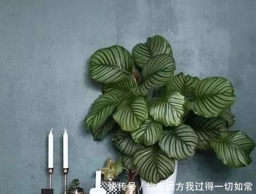 绿萝|5种耐阴花，家里采光不好也能养，叶油绿生长旺，值得拥有！