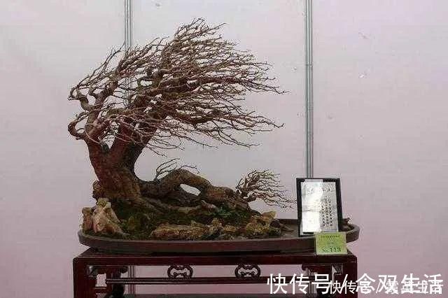 叶片|盆景制作技法夏天来到，盆景脱衣换锦，有6种好处