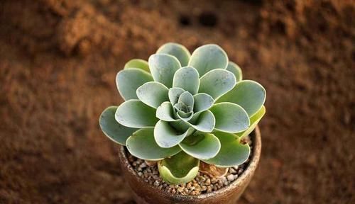  花市|花市七彩多肉真诱人！其实都是“染”出来的，别被骗了！