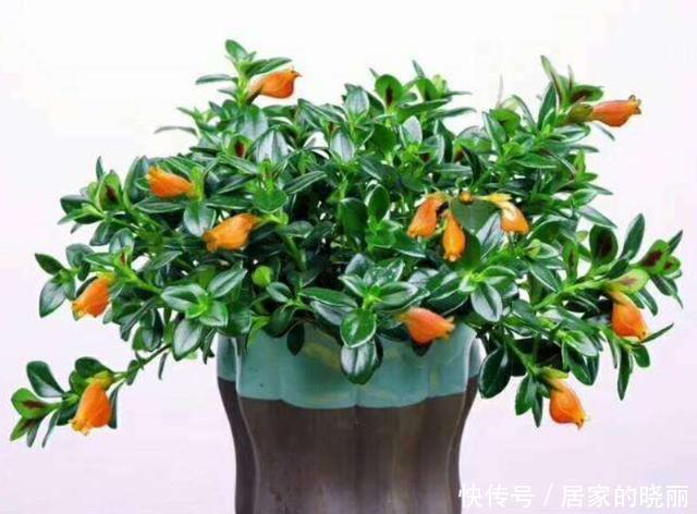 浇水|金鱼吊兰12月不开花?给它3步操作,过年挂满金灿灿的小金鱼