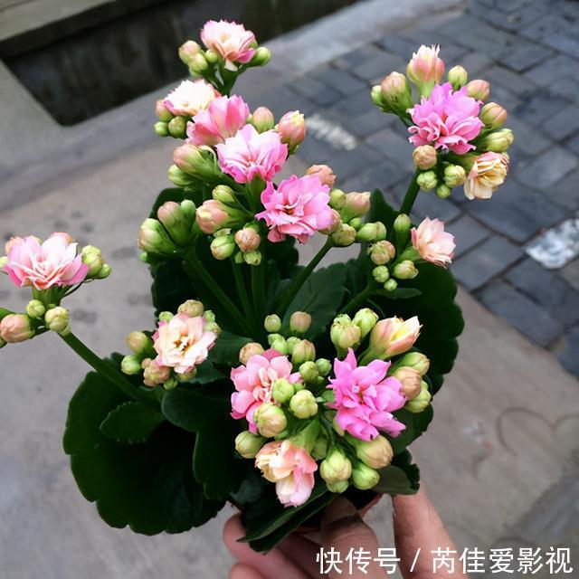 适合小盆养的“5种花”,大盆“不利于”生长和开花,可别搞错了