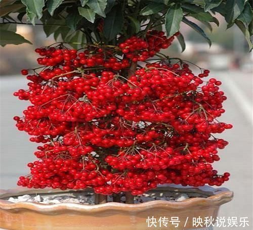 花卉|1种花,名字叫“黄金万两”,养一盆在家,寓意真好