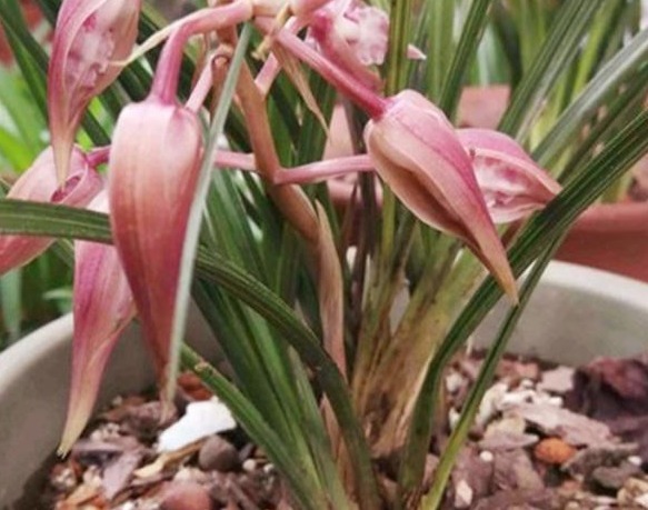 养殖小经验兰花长得好不好，不用羡慕别人啦，手把手教你养爆盆