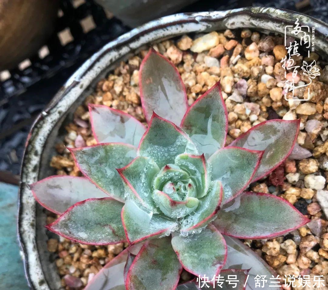 楼顶的多肉,让我的生活无意间打开了一个新世界!