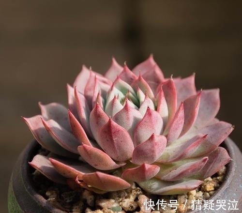 喜欢养多肉得选漂亮好养的,这12款东云系,唯美霸气度夏容易