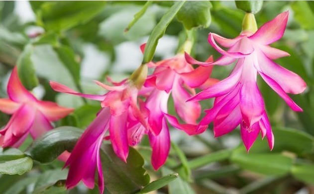 家里养上“3种花”，从年头“香”到年尾，阳台变花海，太美了