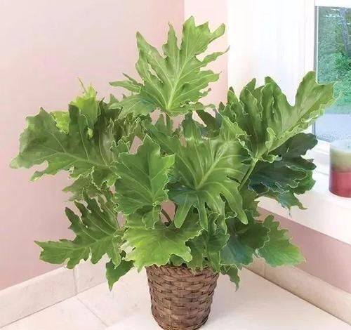 很耐阴的5种盆栽观叶植物,晒多了叶子会晒伤,严重时会枯萎