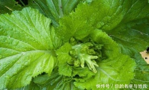 这菜再贵也别省 常吃脑瓜聪明 肝越来越健康
