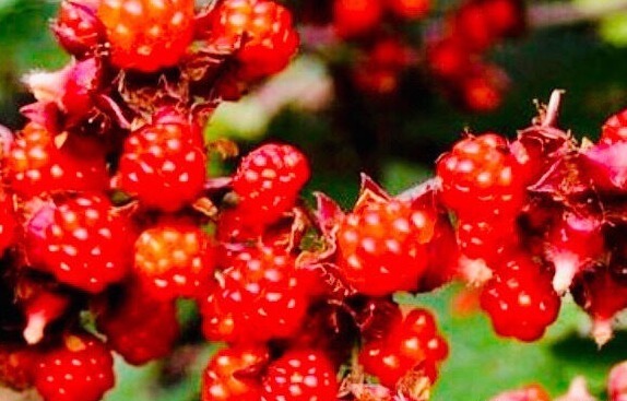 野莓|乡下没人吃的“养血果”,顶5个灵芝,防妇科病,补血,女性多食