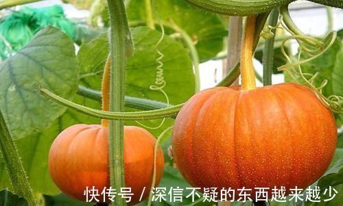 维生素b1|会吃的人更长寿,常吃3种食物,滋补身体,越活越年轻!