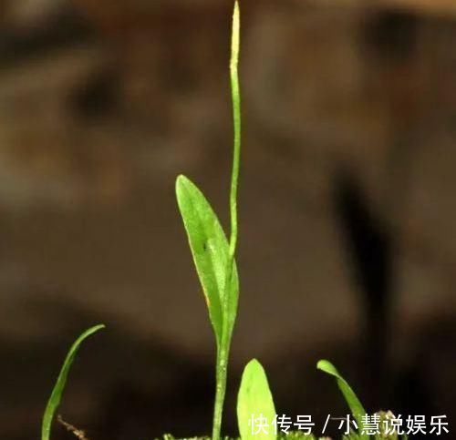 极品|此物俗称“一支箭”,是极品中药,一斤能卖600元,可惜少有人懂