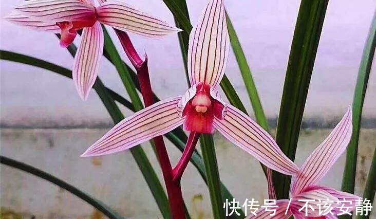 养兰花要学会巧用磷酸二氢钾，省事又好养，花朵鲜艳又多姿