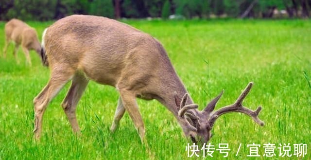 食草动物|牛只吃草,为啥长出一身肌肉,其中蛋白质从哪里得来?