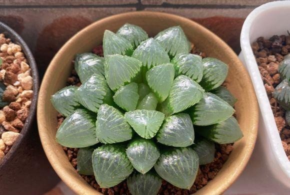 多肉都|养玉露,一定要满足水分,大水浇灌,叶子更通透,颜值更高