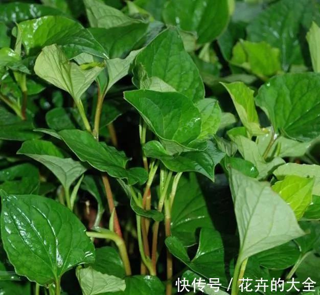 穿心莲|这6种长在地里的“天然青霉素”，隔三差五吃一回，常吃少生病
